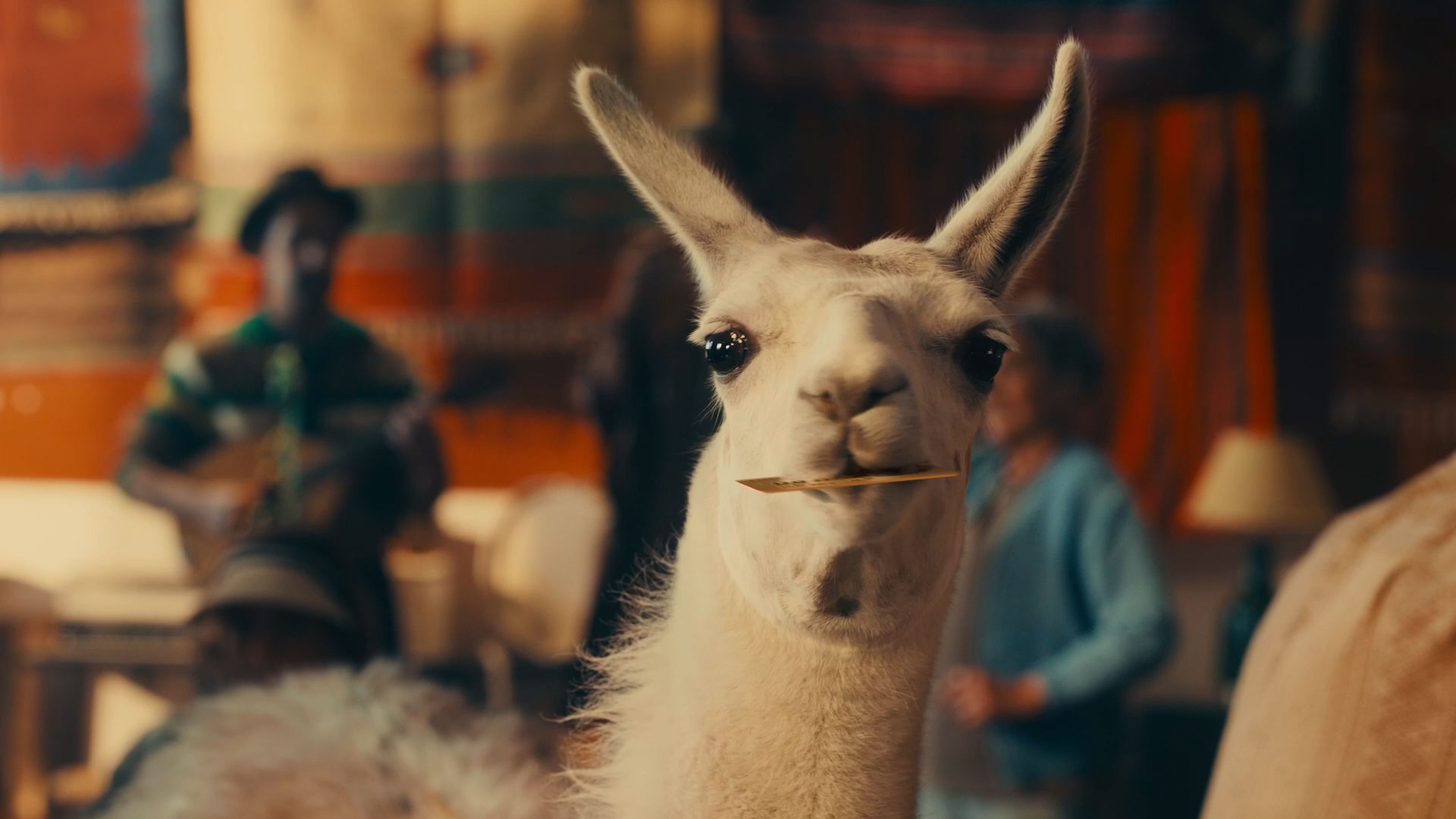 The Hungry Llama